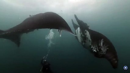 Ce plongeur nage avec 2 raies manta géantes