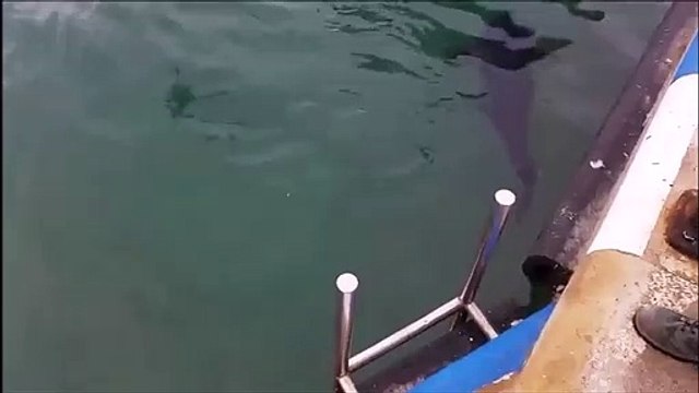 Quand un gros thon avale une mouette puis la recrache... Dingue