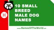 10 small breed male dog names - the best pet names - www.namesoftheworld.net