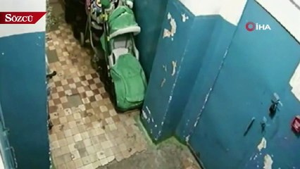 Rusya'da kutup ayıları şehre indi