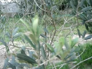 El bosque del Luto. cine japonés en Multicines Jerez