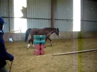 flipp au galop (séance d'étho)