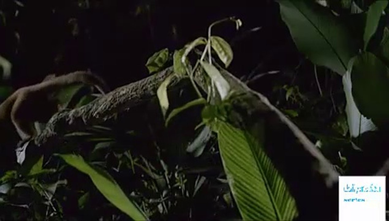 Dead by Dawn - Season 1 Episode 5 - Stranger Things || # Dead by Dawn - S 1 Epi 5 - Stranger Things|| DeadbyDawn|| #