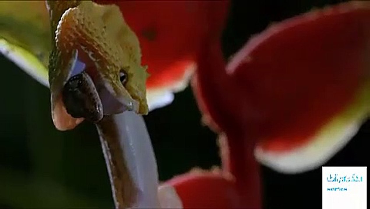 Dead by Dawn - Season 1 Episode 5 - Stranger Things