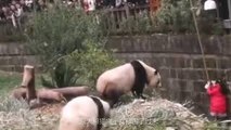 En Chine, une petite fille tombe dans l'enclos des pandas