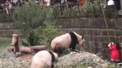 En Chine, une petite fille tombe dans l'enclos des pandas