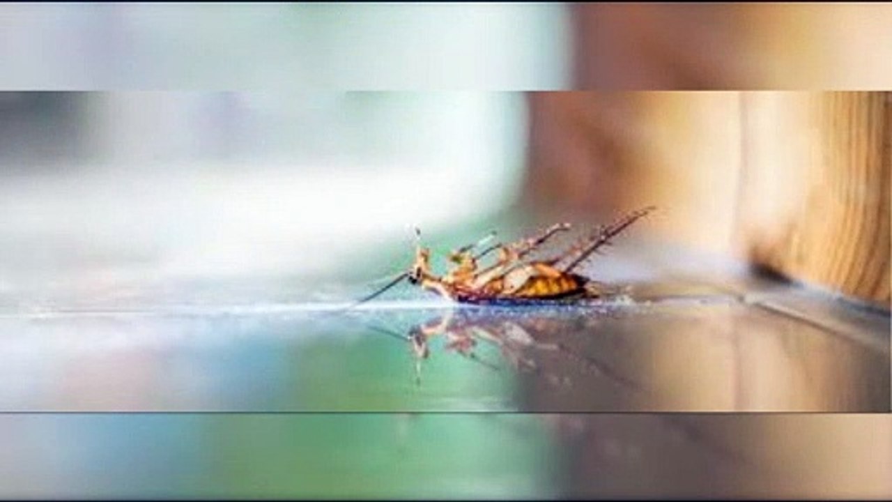 Best Pest Control Companies and Bed Bugs Control Service