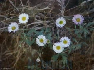 Dédicace pour la run , la réunion mon péi !