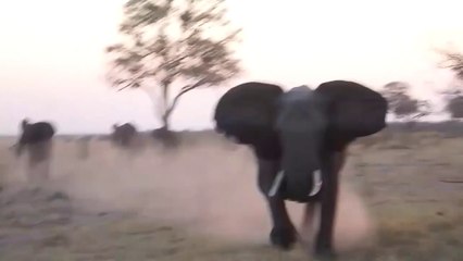 Des touristes en jeep se font renverser par un éléphant mécontent au Botswana