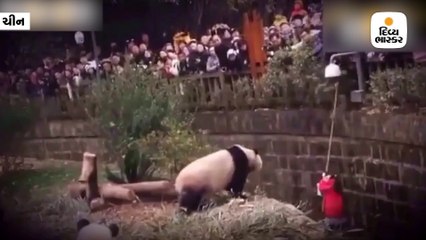 Divya bhaskar videos