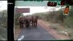 Panic on bus as elephant herd comes face-to-face with passengers in southern India
