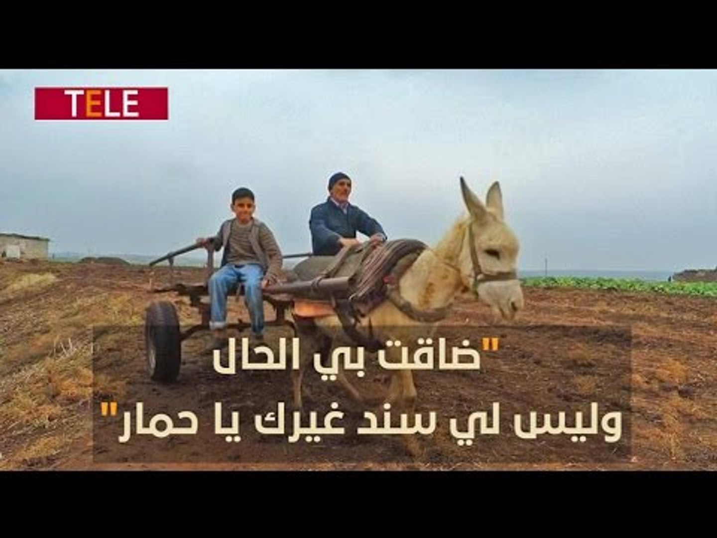 ⁣الحمار يعود بقوة إلى حياة الناس.. ألا يستحق هذا الحيوان الأليف كلمة شكر؟