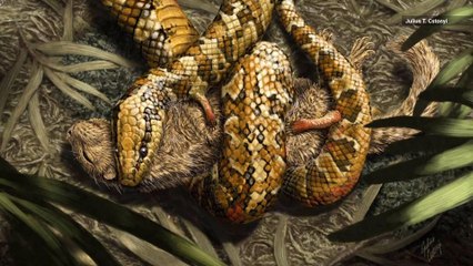 This Creepy, Snake Ancestor Grasped Prey with Four Tiny Feet
