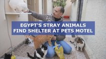 Egypt's stray animals find shelters in pet motel