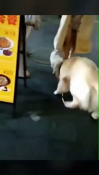 Ce golden retriever essaye littéralement de voler un autre petit chien