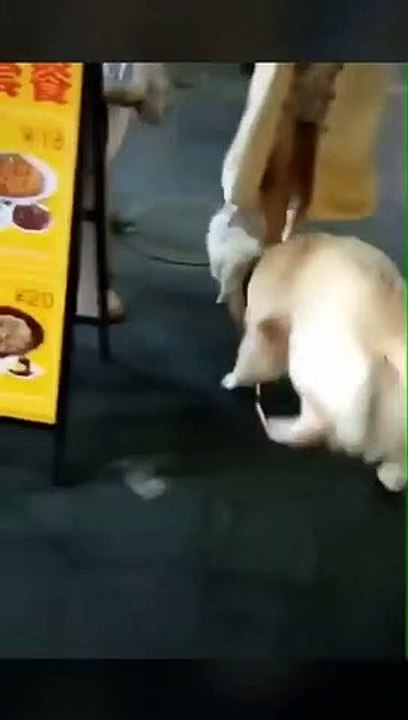 Ce golden retriever essaye littéralement de voler un autre petit chien