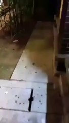 Gara-gara wanita mandikan anjing, PLUS samak bilik tukar lampin bayi