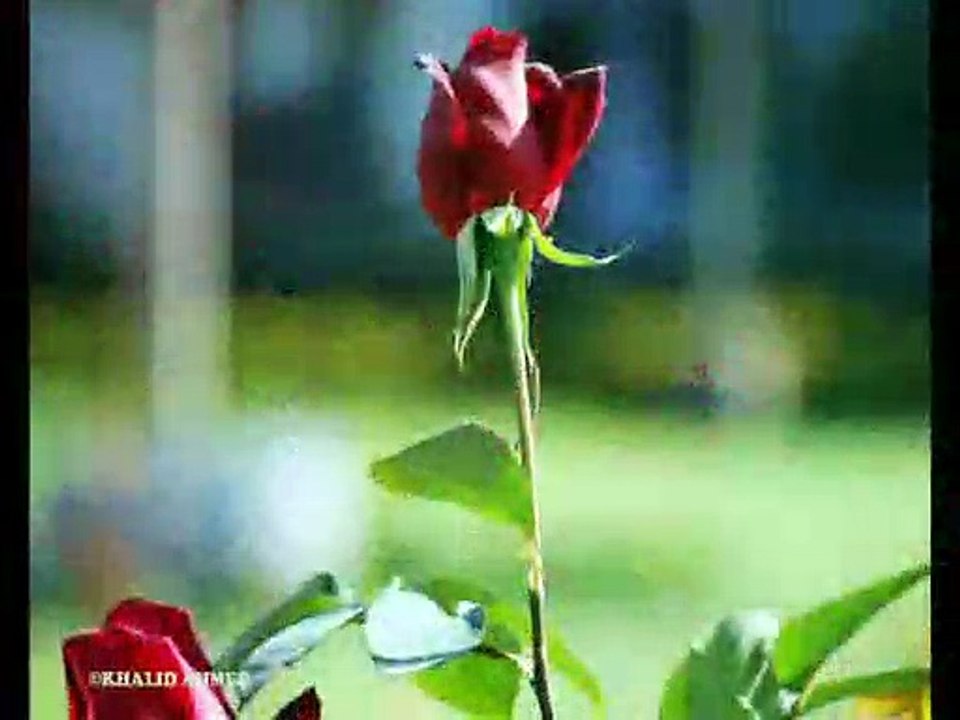 Beautiful  flower-Blooming rose