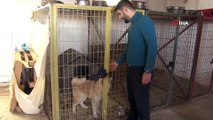 Bu otel köpeklere hizmet veriyor