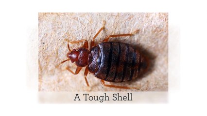 Bed Bug Exterminator Philadelphia