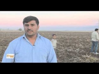 Çandina genim li Rojava lawaz bûye