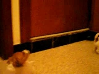 IMGP0441 - La découverte du lanceur de balles