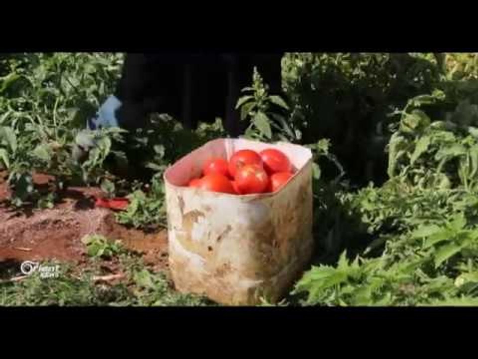 صعوبة تسويق المحاصيل الزراعية في مدينة اعزاز بحلب