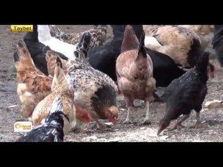 Nexweşî di nava ajelên Girkê Legê de belav dibe