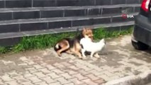 Kedi ile köpeğin dostluğu yürekleri ısıttı