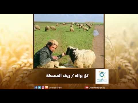 حياة بدائية يعود إليها أهالي تل براك في الحسكة | رسالة المنطقة الشرقية