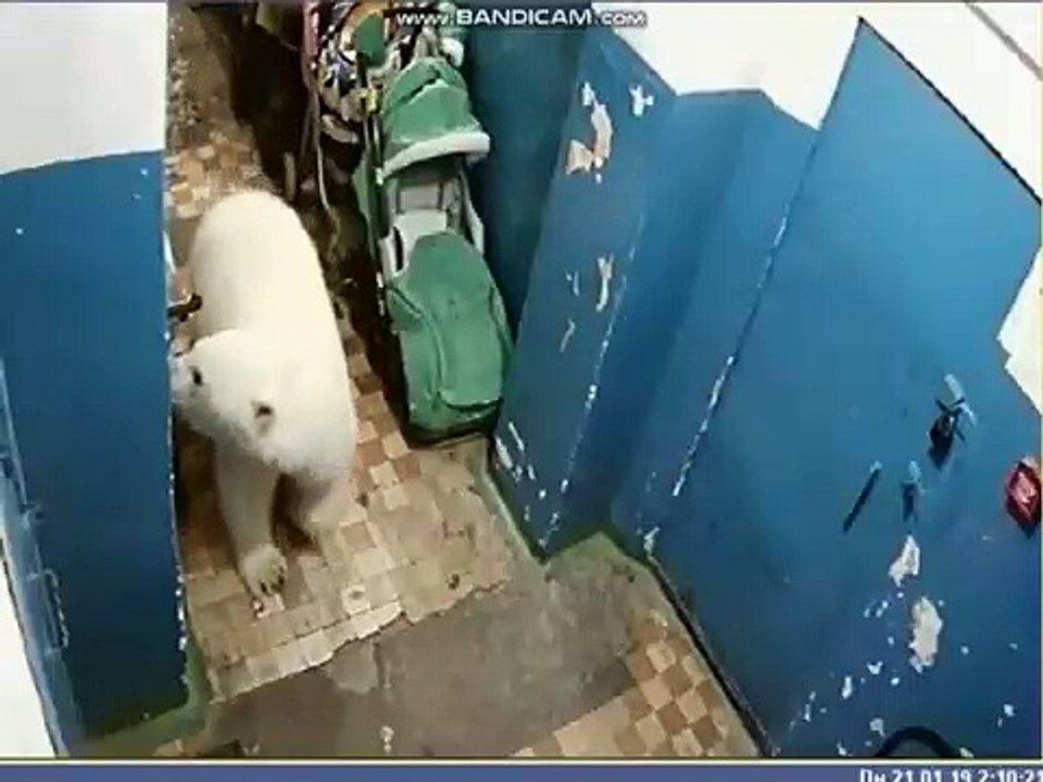 La caméra a photographié la visite d'un ours polaire.