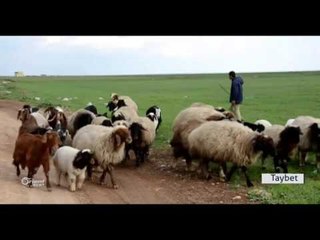 Amûdê :Dîmenên buhara bajêr û gundewarê wî