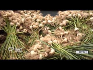 Li Herêma Cizîrê Cotkar berî didin çandina şînkayê