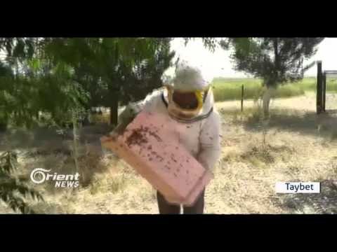 Li Herêma Cezîrê Xwedîkirina mêşên hingiv