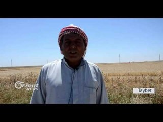 Li Qamişlo destpêka demsala çinîna Genim û Ceh