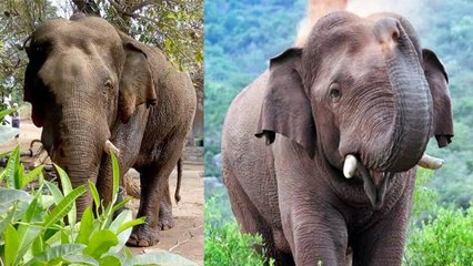 சின்னத்தம்பியை காட்டுக்குள் அனுப்ப மாட்டோம்... தமிழக அரசு அறிவிப்பு