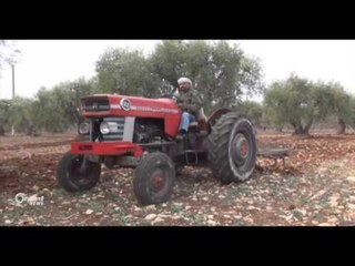 Leşkerên Tirk 300 darên zeytûnan li Herêma Efrînê radikin