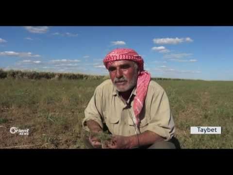 Li Amûdê cotkar nerazîbûna xwe li ser mûsim diyar dikin