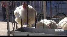 Li Rojava buhabêna nirxê ferûcan di heyva rojiyê de