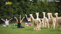 Downward Facing Alpaca! The Unusual New Yoga You Didn't Know You Needed!
