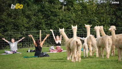 Downward Facing Alpaca! The Unusual New Yoga You Didn't Know You Needed!
