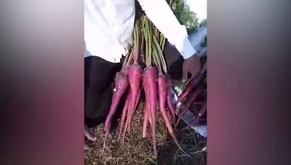 Divya bhaskar videos