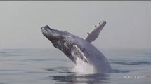 40 Ton Humpback Whale Leaps Entirely Out of the Water - Animal Video 2019