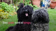 Le puli est l'un des chiens les plus poilus au monde