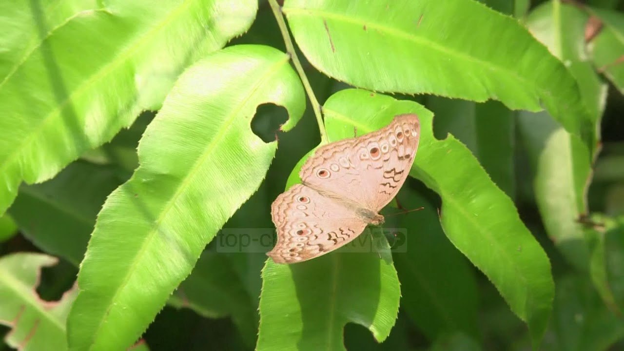 110219 INSEKTET 12