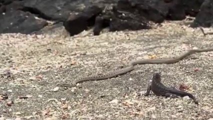 Snakes Vs Monitor Lizard - Animal Video 2019