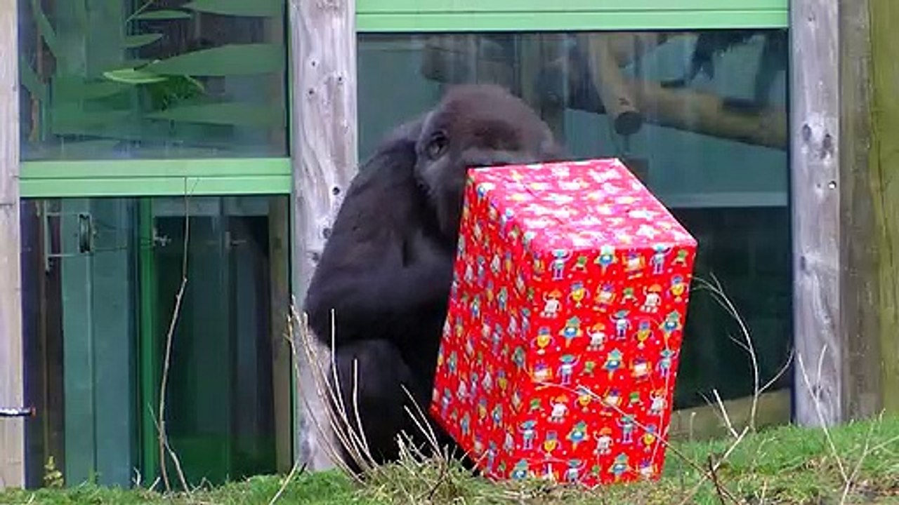 A Birthday Celebration At Bristol Zoo Gardens!