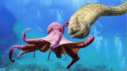 The Octopus Vs Moray eel - Animal Video 2019