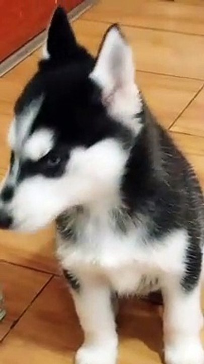 这到底是一只狗还是一只猫呢