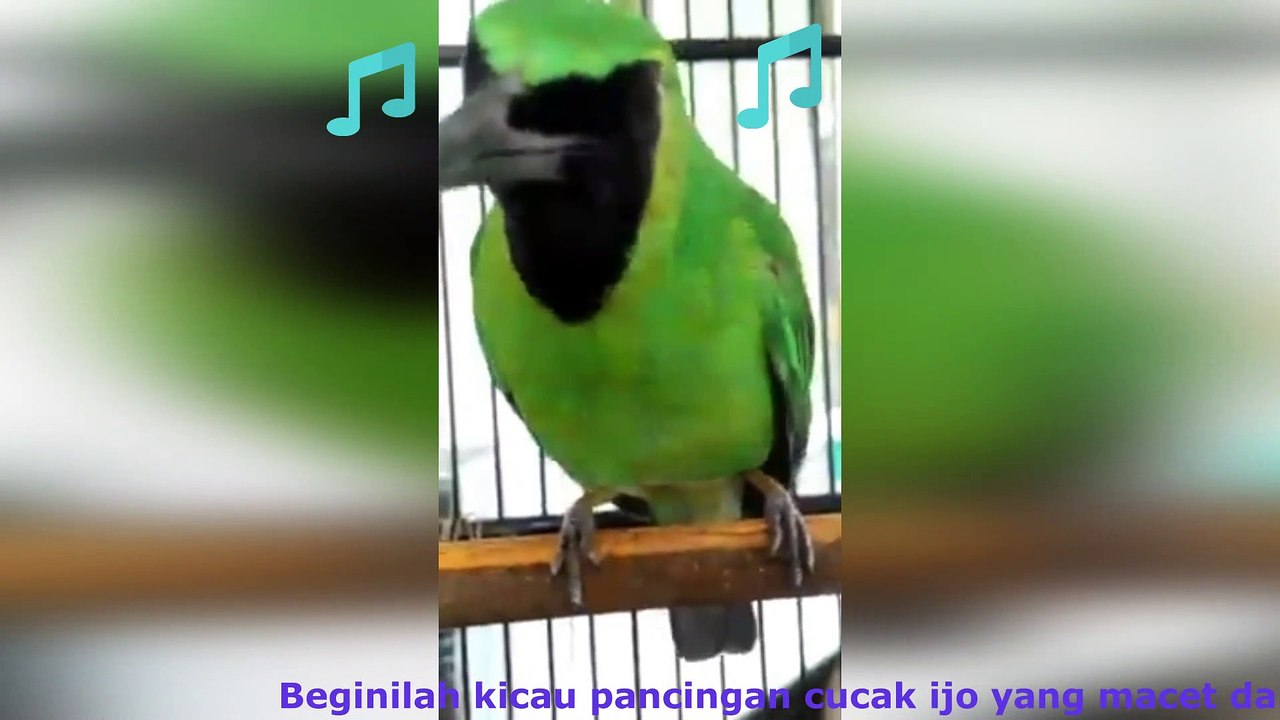 Pancingan Cucak Ijo Yang Macet